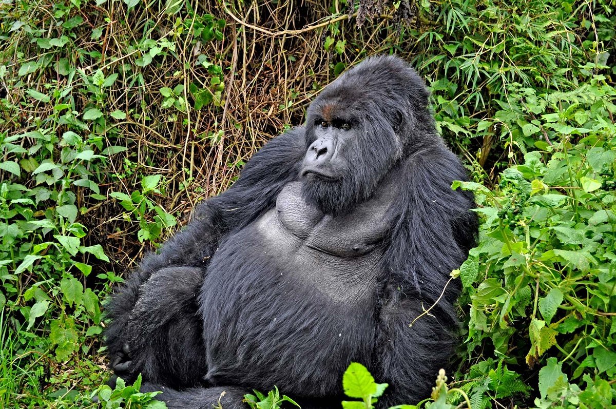 taman-nasional-virunga-konservasi-dan-tantangan-di-kongo