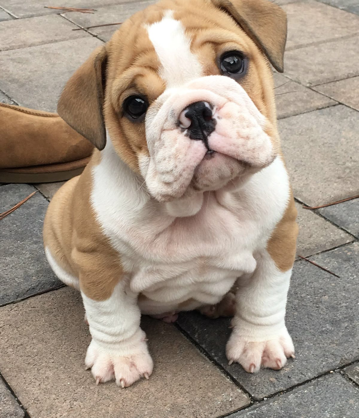 bulgog